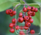 從養(yǎng)蜂人到海洋測繪儀 Lobe的目標(biāo)是使任何人都可以輕松訓(xùn)練機器學(xué)習(xí)模型