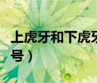 上虎牙和下虎牙的說(shuō)法（虎牙怎么看自己虎牙號(hào)）