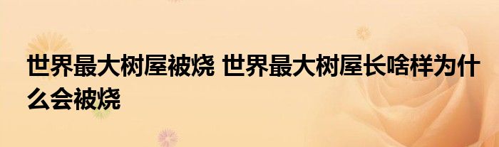 世界最大樹(shù)屋被燒 世界最大樹(shù)屋長(zhǎng)啥樣為什么會(huì)被燒