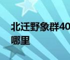 北遷野象群40余天路程達400公里 它們要去哪里