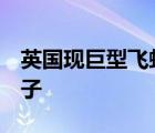 英國現(xiàn)巨型飛蟻群 太空可觀測到 飛蟻什么樣子