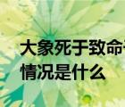 大象死于致命干旱 上百頭大象死于干旱具體情況是什么