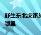 野生東北虎家族怎樣的野生東北虎家族出現在哪里