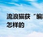 流浪貓獲“編制”被消防說教到睡著 到底是怎樣的