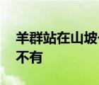 羊群站在山坡一動不動如畫面靜止 世界無奇不有
