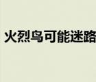 火烈鳥可能迷路了  在哪迷路了什么是火烈鳥