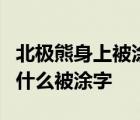 北極熊身上被涂字是什么人做的北極熊身上為什么被涂字