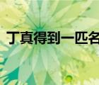 丁真得到一匹名叫青龍的賽馬 具體是怎樣的