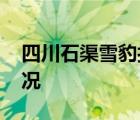 四川石渠雪豹打架 打架的原因是什么具體情況
