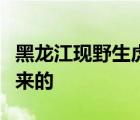 黑龍江現(xiàn)野生虎怎樣的出現(xiàn)在哪個(gè)地方是哪里來的