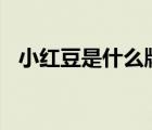 小紅豆是什么牌子（紅豆Hodo品牌介紹）