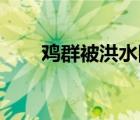 雞群被洪水圍困樹枝7天 具體怎樣的