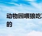 動物園喂狼吃草游客被列入黑名單 具體怎樣的