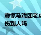 震驚馬戲團(tuán)老虎跑丟怎樣的老虎抓回來(lái)了嗎有傷到人嗎