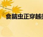食腦蟲正穿越美國向北遷移 什么是食腦蟲