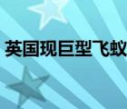 英國現(xiàn)巨型飛蟻群 太空可觀測到 具體啥情況