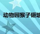 動(dòng)物園猴子砸玻璃是怎樣的為什么會(huì)砸玻璃