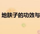 地膚子的功效與作用（地膚子的功效與作用）