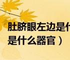 肚臍眼左邊是什么器官老是跳動(dòng)（肚臍眼左邊是什么器官）