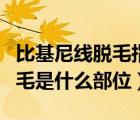 比基尼線脫毛指的是哪個位置??（比基尼線脫毛是什么部位）