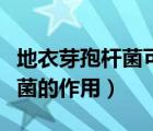 地衣芽孢桿菌可以長期吃嗎（吃了地衣芽孢桿菌的作用）