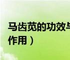 馬齒莧的功效與作用和主治（馬齒莧的功效與作用）
