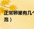正常卵巢有幾個卵泡圖片（正常卵巢有幾個卵泡）