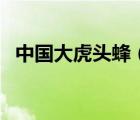 中國大虎頭蜂（關(guān)于中國大虎頭蜂的介紹）