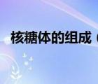 核糖體的組成（關(guān)于核糖體的組成的介紹）