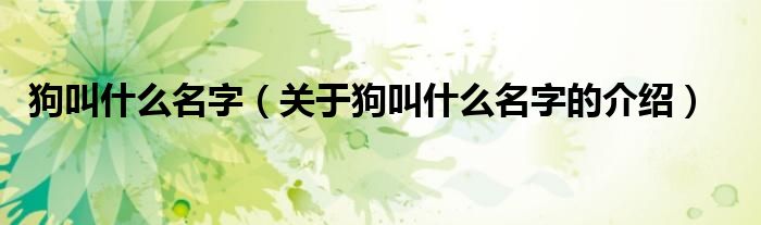狗叫什么名字（關(guān)于狗叫什么名字的介紹）