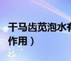 干馬齒莧泡水有什么功效（干馬齒筧的功效與作用）