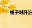 梔子對(duì)肝臟的危害（梔子的副作用）