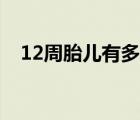 12周胎兒有多大圖片（12周胎兒有多大）