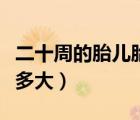 二十周的胎兒胎動是什么樣（二十周的胎兒有多大）