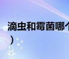 滴蟲和霉菌哪個更嚴(yán)重（滴蟲和霉菌哪個嚴(yán)重）