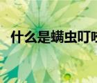 什么是螨蟲叮咬的最好方法（什么是螨蟲）