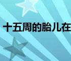 十五周的胎兒在哪里（十五周的胎兒有多大）