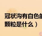 冠狀溝有白色的小顆粒（冠狀溝內(nèi)側(cè)有白色小顆粒是什么）