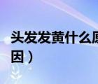 頭發(fā)發(fā)黃什么原因吃什么藥（頭發(fā)發(fā)黃什么原因）