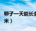 卵子一天能長多少毫米（卵子一天能長多少毫米）