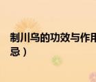 制川烏的功效與作用及禁忌圖片（制川烏的功效與作用及禁忌）
