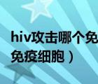 hiv攻擊哪個免疫細胞（hiv病毒主要攻擊哪種免疫細胞）