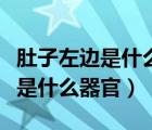 肚子左邊是什么器官用手按有點疼（肚子左邊是什么器官）