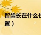 智齒長在什么位置是正確的（智齒長在什么位置）