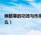 伸筋草的功效與作用及食療方法（伸筋草的功效與作用是什么）