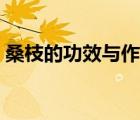桑枝的功效與作用泡腳（桑枝的功效與作用）
