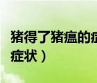 豬得了豬瘟的癥狀是什么樣的（人得豬瘟什么癥狀）