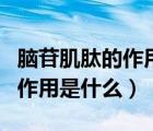 腦苷肌肽的作用與功效及副作用（腦苷肌肽的作用是什么）