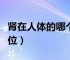 腎在人體的哪個(gè)部位圖示（腎在人體的哪個(gè)部位）