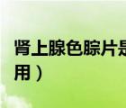 腎上腺色腙片是什么作用（腎上腺色腺片的作用）